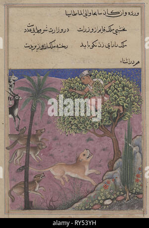 Pagina da racconti di un pappagallo (Tuti-nama): venti-prima notte: il lupo e lo sciacallo, che serve come viziers, istigare la lion che persegue il Brahman su un albero, c. 1560. India, Mughal, regno di Akbar, del XVI secolo. Acquerello opaco, inchiostro e oro su carta Foto Stock