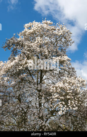 Albero di magnolia in fiore (magnolia x loebneria 'Merrill') con fiori di colore bianco in Marzo Foto Stock