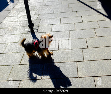 Un piccolo terrier cane legato al di fuori del negozio sul marciapiede getta un ombra sotto il sole in Fort William high street highlands scozzesi Foto Stock