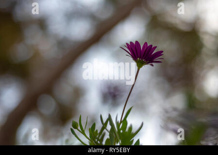 Nella campagna spagnola vi è una grande varietà di fiori Foto Stock