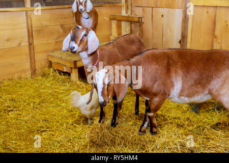 Una capra sorge in un fienile in legno interni di Nizza senza bellissimo ben curato gli animali. Foto Stock