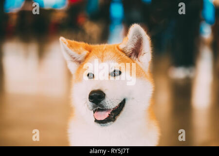 Cane Akita Akita Inu, giapponese Akita close up ritratto Foto Stock