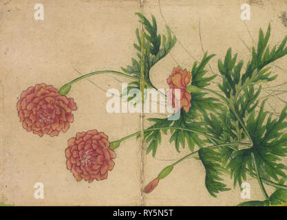 Desk: Album di fiori ed uccelli dipinti (Peonia), XVIII secolo. Zhang Ruoai (cinese). Album Leaf, inchiostro e colore su carta; immagine: 14,4 x 20,3 cm (5 11/16 x 8 in.); album, chiuso: 15 x 10,8 x 3 cm (5 7/8 x 4 1/4 x 1 3/16 in Foto Stock