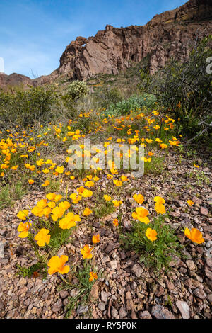 California Papaveri (Eschscholzia californica) ravviva il tubo dell'organo Cactus monumento nazionale, Southern Arizona, Stati Uniti d'America Foto Stock