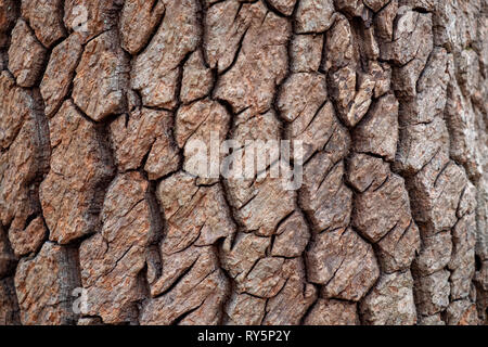 Primo piano del profondo solcato la corteccia di un albero sourwood nella Carolina del Nord. Ricca texture organico. Foto Stock