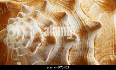 Primo piano di una shell di conca grande Foto Stock
