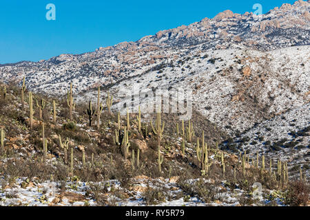 Rincon montagne con neve fresca, cactus Saguaro (Carnegiea gigantea) in primo piano, Redington Pass, Tucson, Arizona Foto Stock