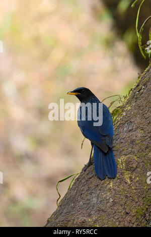 Sibilo blu tordi, Myophonus caeruleus, Sattal, Uttarakhand, India Foto Stock