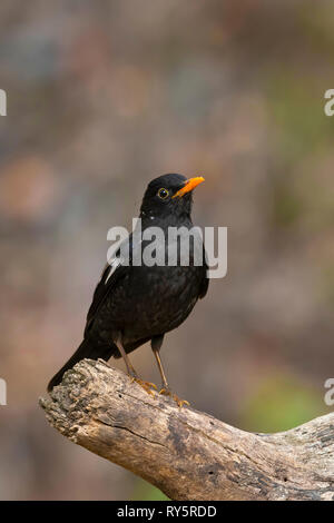 Grigio Nero alato uccello, maschio, Turdus boulboul Sattal, Uttarakhand, India Foto Stock