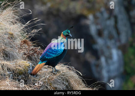 L'Himalayan Monal, Kedarnath Wildlife Snactuary, Chopta, Uttarakhand, India Foto Stock