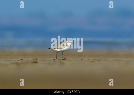 Sabbia minore plover, Charadrius mongolus, Alibaug, Maharashtra, India Foto Stock