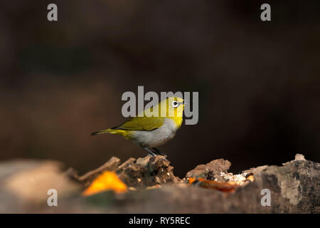 Oriental bianco, Zosterops palpebrosus occhio, Sattal, Uttarakhand, India Foto Stock