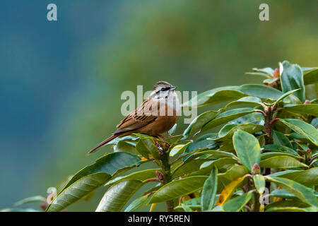 Rock bunting, Emberiza cia, Munshayari, Uttarakhand, India Foto Stock