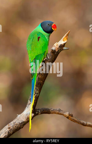 Slaty intitolata parrocchetto, Psittacula himalayana, Sattal, Uttarakhand, India Foto Stock