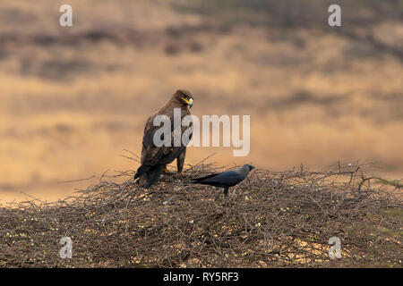 Steppa Eagle, Aquila nipalensis, Mayureshwar santuario della fauna selvatica di Pune, Maharashtra, India Foto Stock