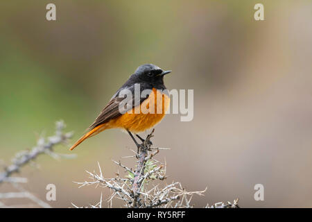 Codirosso spazzacamino, Phoenicurus ochruros, Valle di Nubra, Ladakh, Jammu e Kashmir India Foto Stock