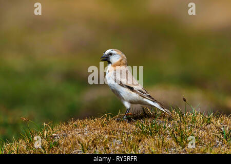 Di Blanford snowfinch, Pyrgilauda blanfordi, Tso Kar, Leh Ladakh, Jammu e Kashmir India Foto Stock