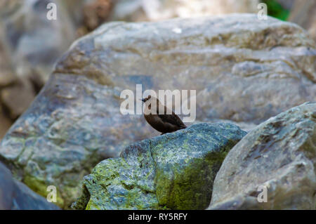 Marrone a bilanciere, Cinclus pallasii, Chaffi, Nainital, Uttarakhand, India Foto Stock