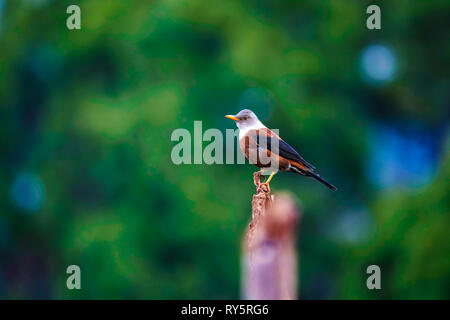 Tordo di castagno, Turdus rubrocanus, Sattal, Nainital, Uttarakhand, India Foto Stock