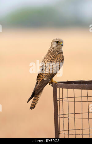 Il Gheppio comune, Femmina, Falco tinnunculus, Blackbuck National Park, Velavadar, Bhavnagar, Gujarat, India Foto Stock