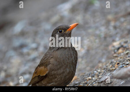 Grigio merlo alato, femmina, Turdus boulboul, Sattal, Nainital, Uttarakhand, India Foto Stock