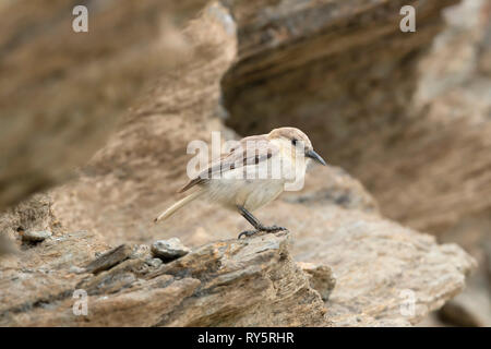 Hume's Groundpecker, Pseudopodoces humilis, Changthang Wildlife Sanctuary, Hanle, Ladakh, Jammu e Kashmir India Foto Stock