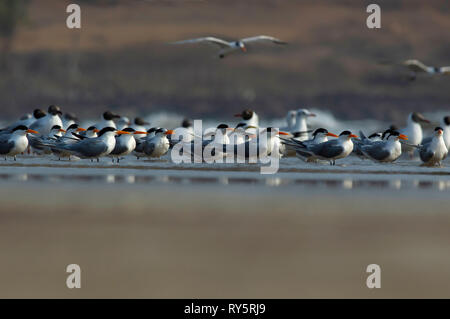 Lesser Crested Tern, Thalasseus bengalensis, Konkan, Maharashtra, India Foto Stock