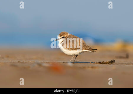 Sabbia minore Plover, Charadrius mongolus, Akshi beach, Alibaug, Maharashtra, India Foto Stock