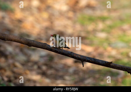Red fatturati leiothrix, Leiothrix lutea, Sattal, Nainital, Uttarakhand, India Foto Stock