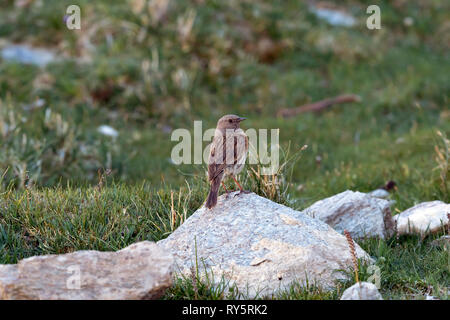 Robin Accentor, Prunella rubeculoides, Leh Ladakh, Jammu e Kashmir India Foto Stock