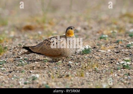 Tibetian Sandgrouse, Syrrhaptes tibetanus, Tso Kar, Leh Ladakh, Jammu e Kashmir India Foto Stock