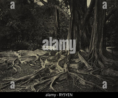 Struttura in gomma, Assam, India (Ficus elastica), c.1880s. Charles T. Scowen (britannico). Albume stampa dal collodio umido negativo; immagine: 22 x 27,8 cm (8 11/16 x 10 15/16 in.); mascherino: 40,6 x 50,8 cm (16 x 20 Foto Stock
