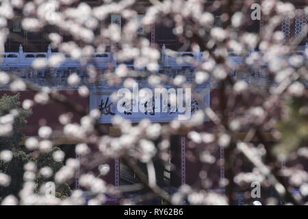 Pechino, Cina. Undicesimo Mar, 2019. Foto scattata il 11 marzo 2019 mostra Peach Blossoms davanti al Gate Shenwu della Città Proibita di Pechino, capitale della Cina. Credito: Liu Xianguo/Xinhua/Alamy Live News Foto Stock