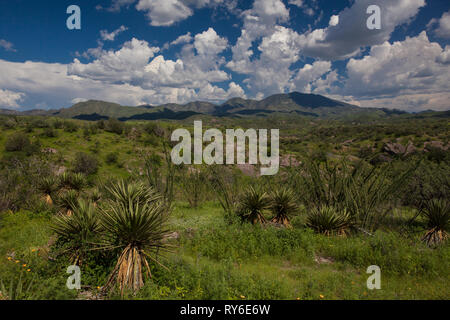 La sierra di Buenos Aires, MPO. Bacoachi, Sonora, Messico Foto Stock