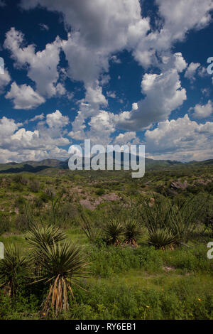 La sierra di Buenos Aires, MPO. Bacoachi, Sonora, Messico Foto Stock