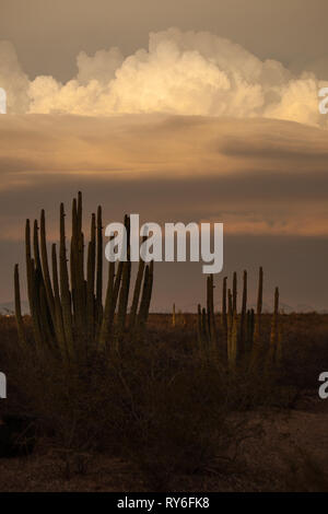 Las Conchas, MPO. Hermosillo, Sonora, Messico Foto Stock