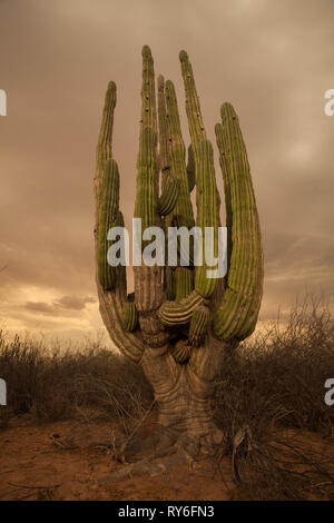 Las Conchas, MPO. Hermosillo, Sonora, Messico Foto Stock