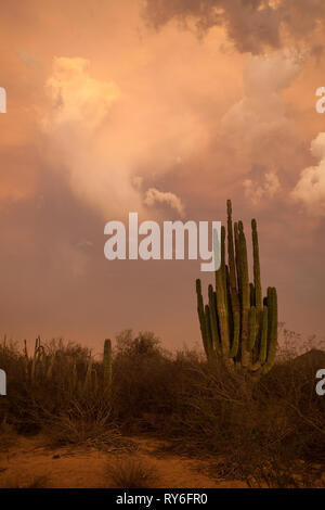 Las Conchas, MPO. Hermosillo, Sonora, Messico Foto Stock