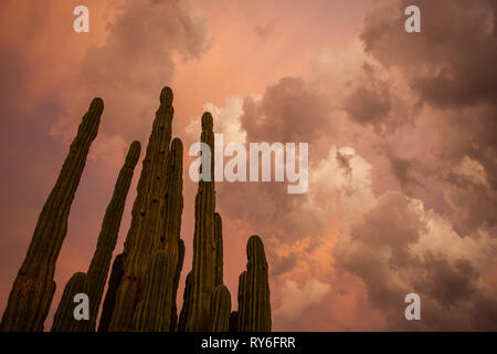 Las Conchas, MPO. Hermosillo, Sonora, Messico Foto Stock