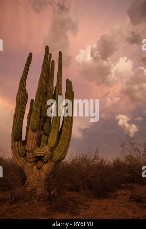 Las Conchas, MPO. Hermosillo, Sonora, Messico Foto Stock