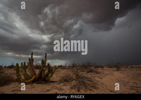 , Mpo. Caborca, Sonora, Messico Foto Stock