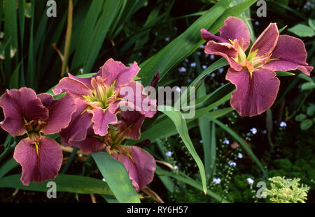 LOUISIANNA IRIS 'MERAVIGLIA NATURALE' UN IRIS IBRIDO IN PIENA FIORITURA. BLUE MOUNTAINS, NUOVO GALLES DEL SUD, AUSTRALIA. Foto Stock