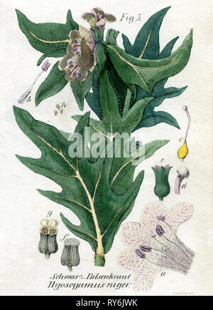 Nightshade puzzolente o black henbane, Feldroeg lith. 1850 Foto Stock