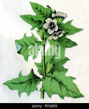 Nightshade puzzolente o black henbane, Foto Stock