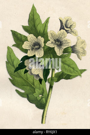 Nightshade puzzolente o black henbane, Foto Stock