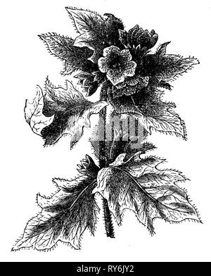 Nightshade puzzolente o black henbane, 1900 Foto Stock