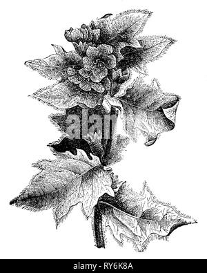 Nightshade puzzolente o black henbane, Foto Stock