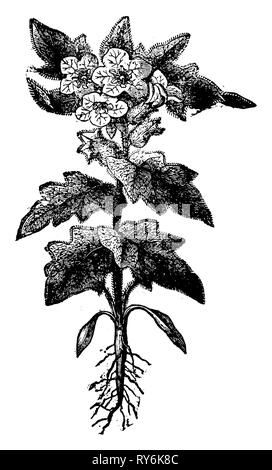 Nightshade puzzolente o black henbane, 1880 Foto Stock