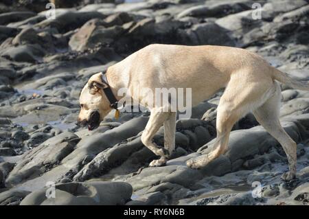 Cane ad esplorare la spiaggia di propria Foto Stock