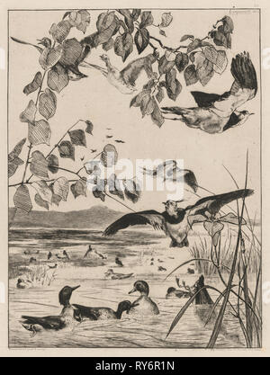 Lapwings e alzavole, 1862. Félix Bracquemond (Francese, 1833-1914). Acquaforte su carta vergata; foglio: 46 x 33 cm (18 1/8 x 13 in Foto Stock